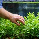 A detailed illustration of an expert hand carefully adjusting aquatic plants in a vibrant aquarium.