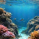 An illustration of a healthy, thriving coral reef ecosystem, symbolizing long-term health and vitality.