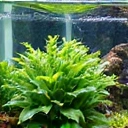 Close-up of a well-maintained planted aquarium with no algae