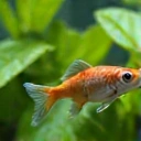 Close-up of small fish fry swimming near plant leaves